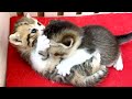 Kittens fight until mother cat sees