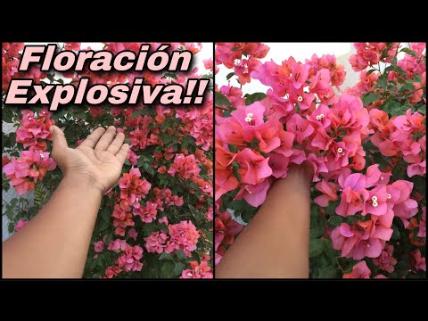 Video: Sin flores en las buganvillas: hacer florecer las plantas de buganvillas