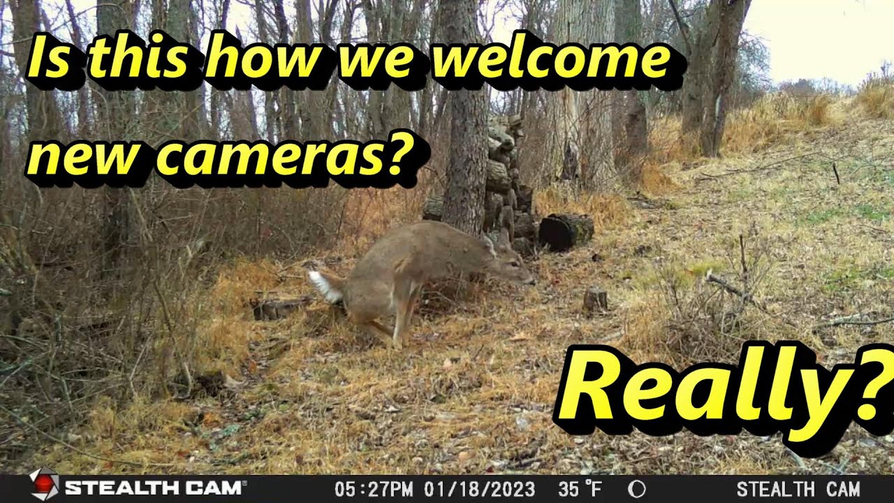 PA Backyard Wildlife Cam January 13 to January 18 2023 New Camera