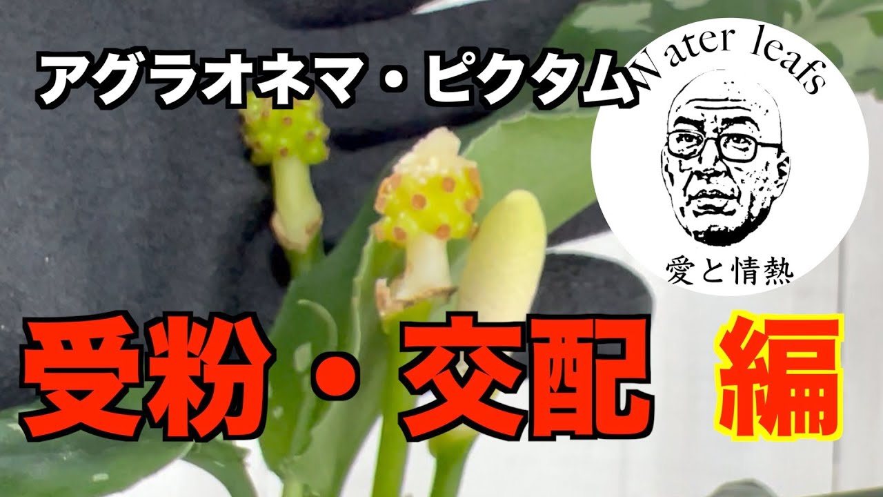 アグラオネマ・ピクタム】受粉・交配編 - YouTube
