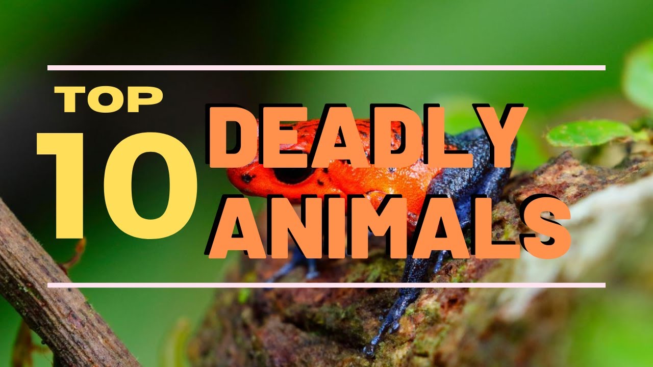 Top 10 Cute Animals That Can Actually Kill You Top 10 Everything
