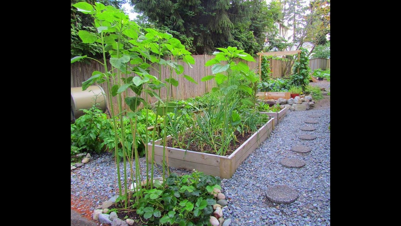 Organic Garden Update and tips! YouTube