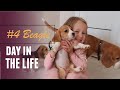 Смешные щенки Бигля #4 | Funny Beagle Puppies