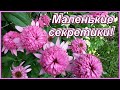 Эхинацея пурпурная махровая - королевские ромашки. В чем секреты ее выращивания?