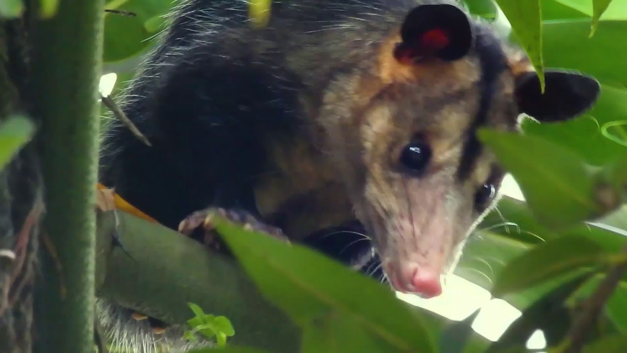 Didelphis marsupialis - Common Opossum - Zarigüeya Común. - YouTube