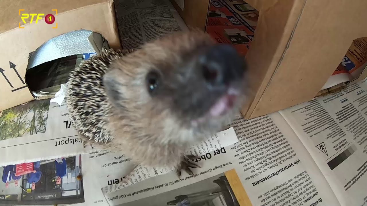 Igel in Not - Wie wir Igeln über den Winter helfen können (2/2)