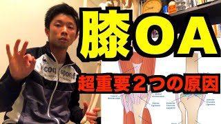 【理学療法士　勉強】変形性膝関節症（膝OA）で超重要な２つの痛み部位について【理学療法士学生・新人セラピスト】