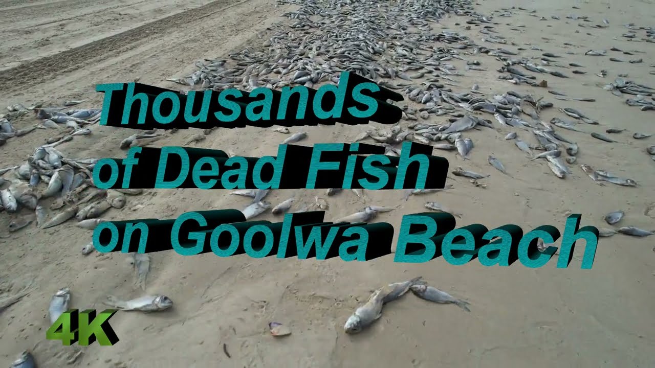 Thousands of Dead Fish on Goolwa  Beach