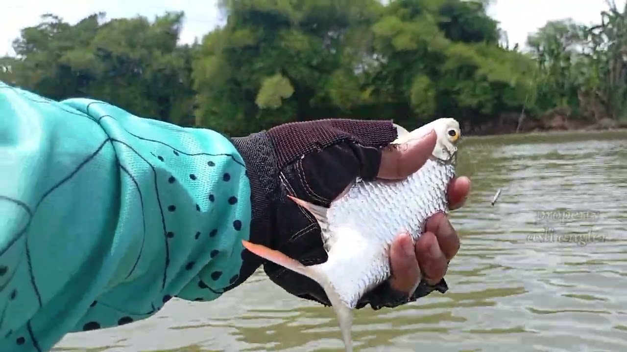 Gokiiiil‼️mancing saat air sungai mulai surut ‼️tawes sirip merah