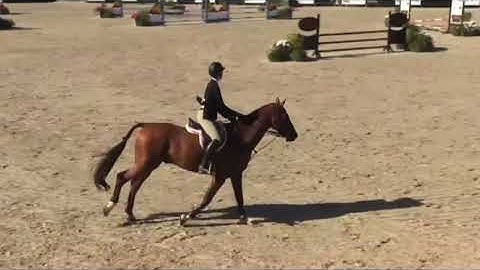 5th place, hamel foundation/nhs medal 3’3. SFHJA/CHARITY, November 23 2025. Aboard Koberlin FH.