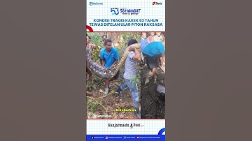 Kondisi Tragis Kakek 63 Tahun Tewas Ditelan Ular Piton 8 Meter, Jenazah Ditemukan Utuh dalam Perut