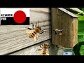 I Make A Carpenter Bee Trap