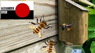 I Make A Carpenter Bee Trap