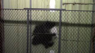 Low on Oil! Montgomery Hydraulic Freight Elevator (Car 1) - Towson Town Center - Towson, MD | ECFE