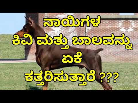 ನಾಯಿಗಳ ಕಿವಿ ಮತ್ತು ಬಾಲವನ್ನು ಏಕೆ ಕತ್ತರಿಸುತ್ತಾರೆ ?