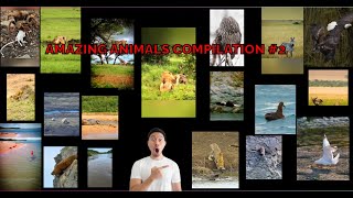 AMAZING ANIMALS COMPILATION #2