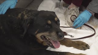 Two highly contagious illnesses cause Humane Society to pause dog surrenders