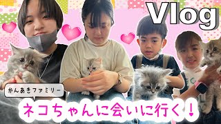 ★Vlog★かんあきファミリーついにネコちゃんを飼う！？