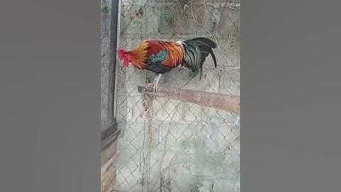 cov ntsuag qaib tsaib no nawb leej twg nyiam yuav tau, zoo cuab kawg kiag li lawm yog cov noob zoo