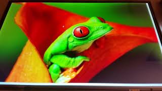 10.1' IPS TFT 1280x800   Cubieboard 2   DVK522   Debian OS