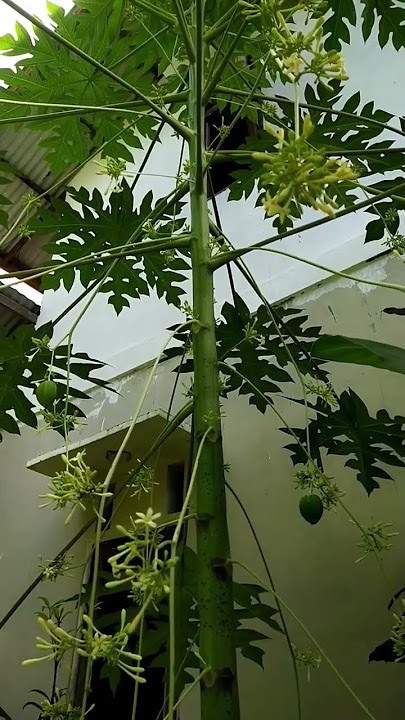 Seperti ini PEPAYA jantan berbuah#shorts