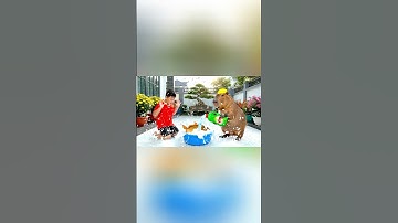 Capy cùng anh giúp bà tắm con cá chép và cái kết #capybara