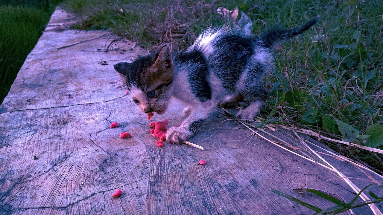 ANAK KUCING terlantar di sawah😢 YouTube