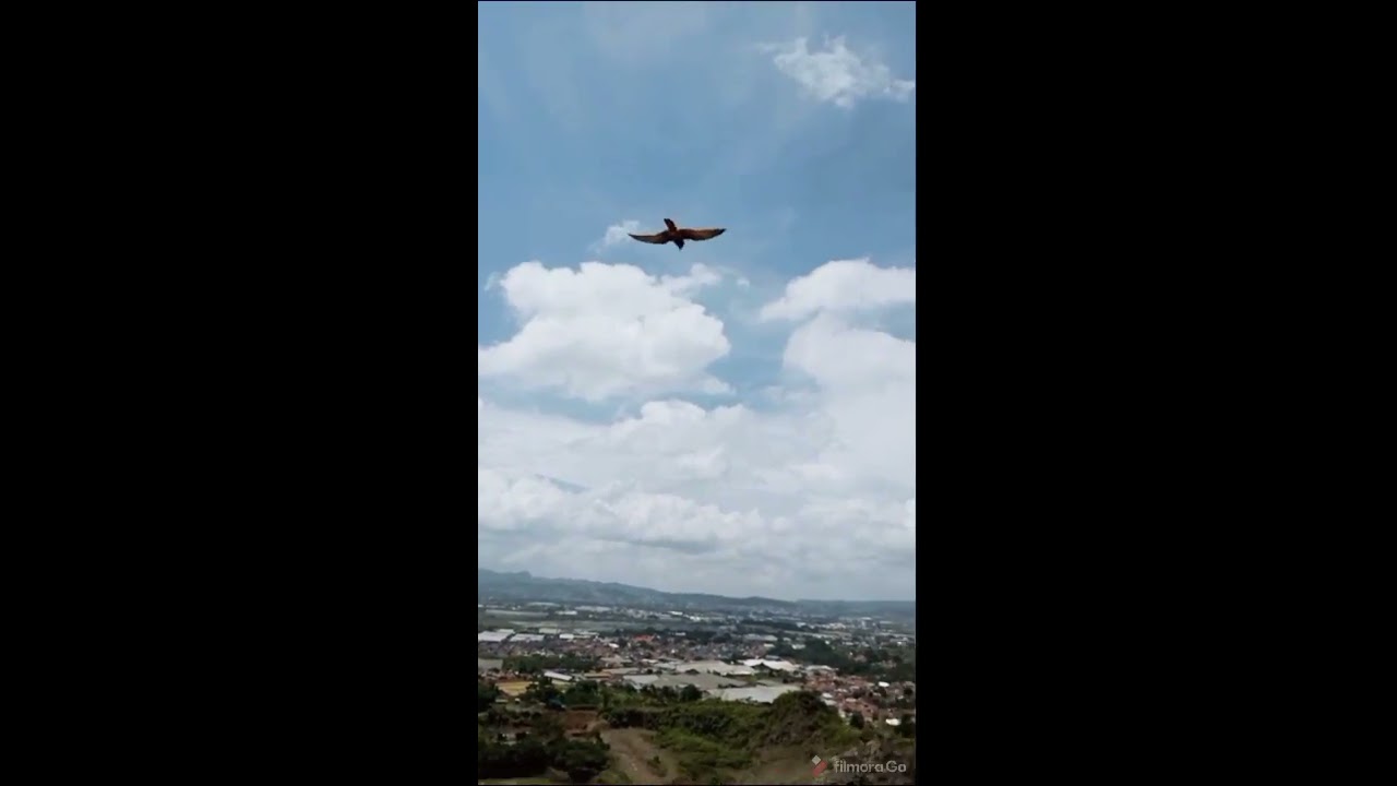 lure flying spotted kestrel falcon hovering stoop - indonesian falconry