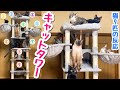 NEWキャットタワーを猫9匹にプレゼント！多頭飼いに超おすすめ！！【レビュー】【紹介】