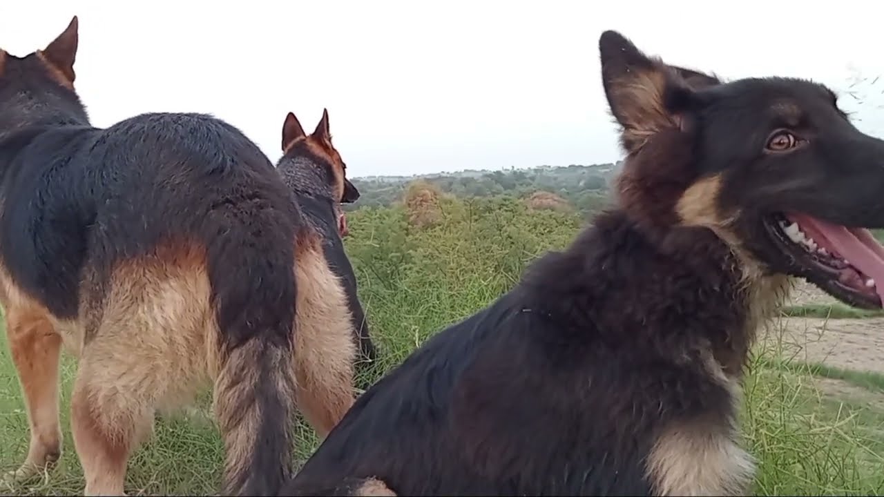 What Happens When Dogs Start Searching in the Countryside Fields | Farm Dogs