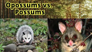 Opossums vs. Possums: How to Distinguish Them???