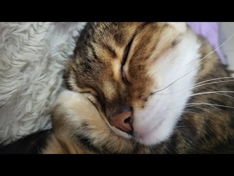 Allow The Cat To Notify You When Socializing Time Is Over