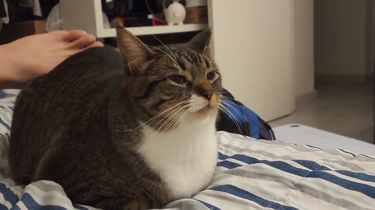 [1349] Moooooooow