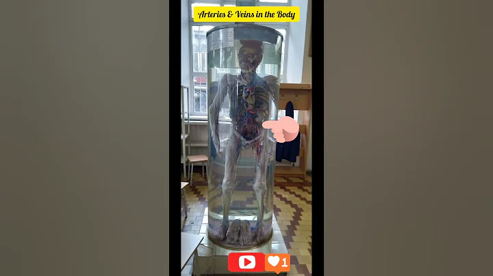 #short #mbbs #neet #aiims #medical #biology #doctor #anatomy #body