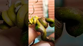 DESBROTA da UVA, Dica 9 como fazer #cultivandovariedades #shortvideo #dicas #uva