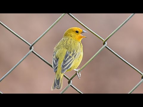 Canário da terra cantando bonito no campo de futebol para os amantes da espécie !!!