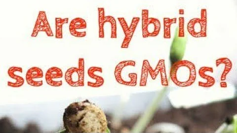 Let's Talk About GMO & Hybrid Seeds