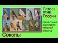 Соколы. Голоса птиц России