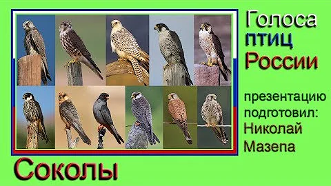 Соколы. Голоса птиц России