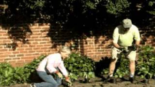 First Gardener