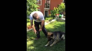 professionel dog training Şükrü Sağlam