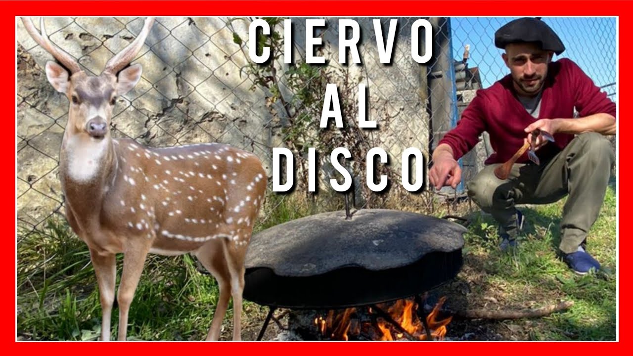 Costillas de Ciervo Axis al disco !!!!! 4k