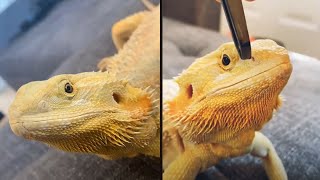OWNER CLEANING OFF BEARDED DRAGON NOSTRILS