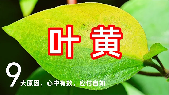 9大叶子发黄的原因，以及应对的方法 ， 植物蔬菜叶子变黄的九大原因 /  Why Plant Leaves Turn Yellow and How to Fix Them【种菜养花】 - 天天要闻