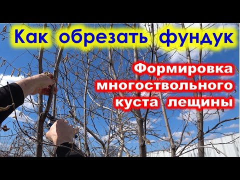 Формировка ФУНДУКА МНОГОСТВОЛЬНАЯ. Какие веточки не обрезают.