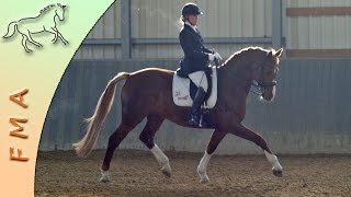 - Turnier Pferdetausch Auf Rpz Diamiro