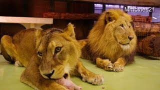 ライオン　食後の咆哮~Lions