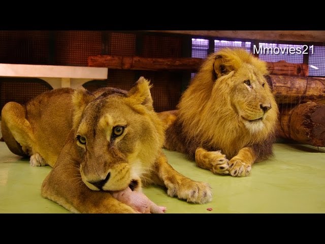 ライオン 食後の咆哮~Lions - YouTube