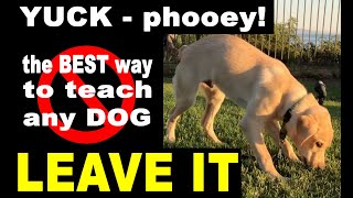 How To Teach Your Dog LEAVE IT  THE BEST WAY  Dog Training Video