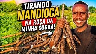 Colheita de Mandioca e Alface 🥬 na Roça da minha sogra!